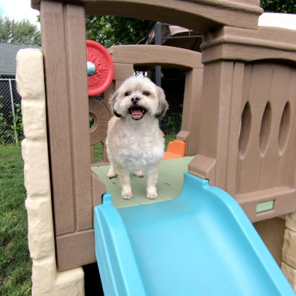 Small Dog on a slide in the outdoor dog daycare play area